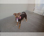 Small #2 Mutt
