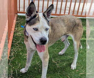 *DR ZEUS - Male German Shepherd Dog-Unknown Mix Dog for Adoption - Photo #2