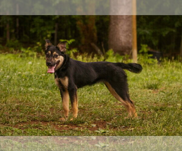 Medium Photo #3 Mutt Puppy For Sale in Rustburg, VA, USA