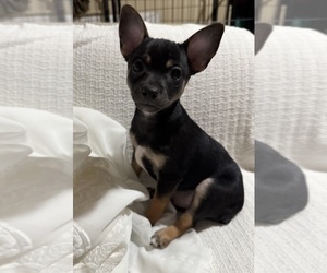 Rat Terrier Puppy for sale in WHITAKERS, NC, USA