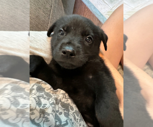 Shepradors Puppy for sale in MCKINNEY, TX, USA
