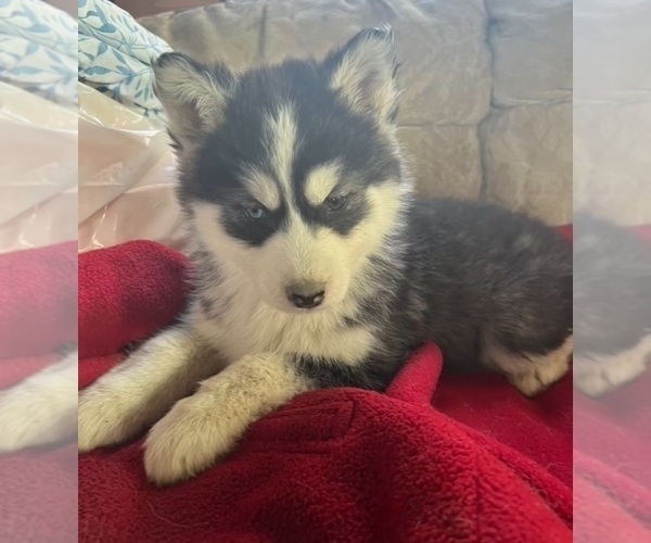 Medium Photo #9 Siberian Husky Puppy For Sale in PINON HILLS, CA, USA