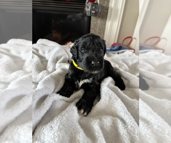 Medium Photo #1 Schnauzer (Giant) Puppy For Sale in NOBLESVILLE, IN, USA