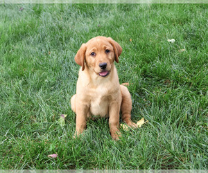 Labrador Retriever Puppy for Sale in SYRACUSE, Indiana USA