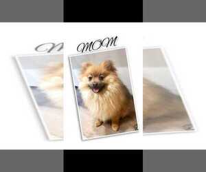 Mother of the Pomeranian puppies born on 09/11/2026