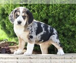 Small Photo #5 Australian Shepherd-Beagle Mix Puppy For Sale in FREDERICKSBG, OH, USA