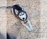 Puppy Tommy Siberian Husky