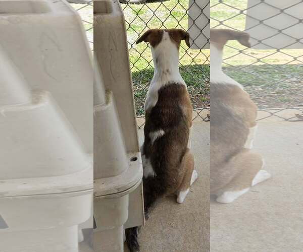 Medium Photo #5 Mutt Puppy For Sale in Rustburg, VA, USA