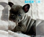Small #2 French Bulldog