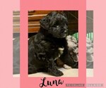 Small Photo #6 F2 Aussiedoodle Puppy For Sale in OLIVE BRANCH, MS, USA