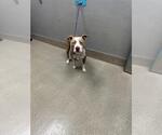 Small Mutt