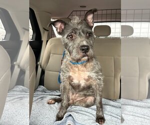 Irish Terrier-Unknown Mix Dogs for adoption in Rockaway, NJ, USA