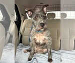 Small Photo #1 Irish Terrier-Unknown Mix Puppy For Sale in Rockaway, NJ, USA