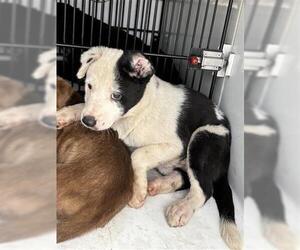 Mutt Dogs for adoption in Houston, TX, USA