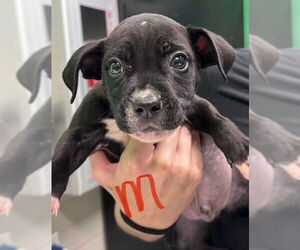 Boxer-Unknown Mix Dogs for adoption in SHERBURNE, NY, USA