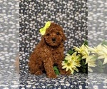 Small Photo #4 Poodle (Toy) Puppy For Sale in NEW PROVIDENCE, PA, USA