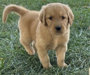 Golden Retriever Puppy for sale in GOSHEN, IN, USA