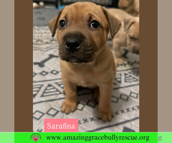 Medium Photo #1 Bulldog-Labrador Retriever Mix Puppy For Sale in Pensacola, FL, USA