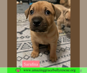 Medium Black Mouth Cur Mix
