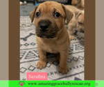 Small Black Mouth Cur Mix