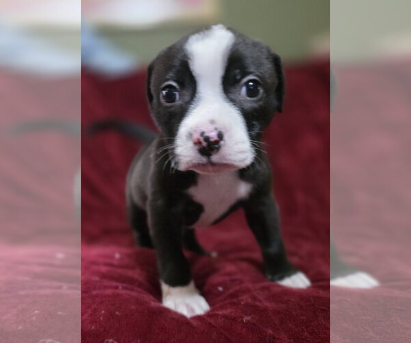 Medium Photo #4 Mutt Puppy For Sale in McKinney, TX, USA
