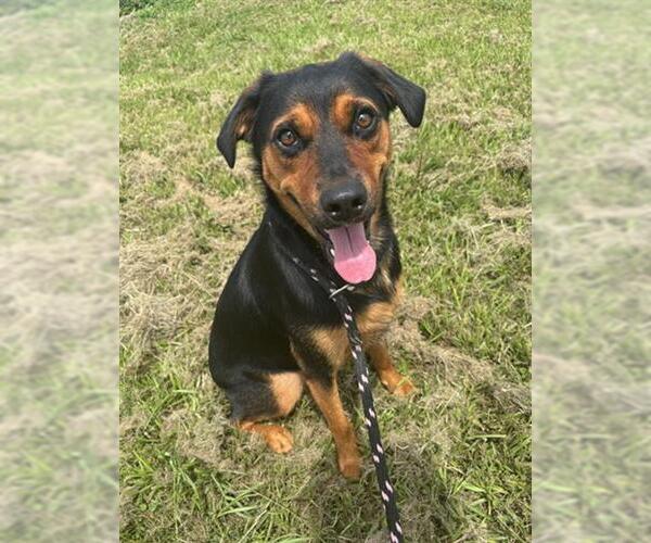 Medium Photo #2 Labrottie Puppy For Sale in Rosenberg, TX, USA
