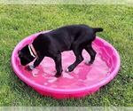 Small #29 Cane Corso