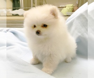 Pomeranian Puppy for sale in DAWSONVILLE, GA, USA