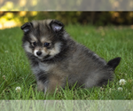 Small Photo #6 Pomeranian Puppy For Sale in CLARE, MI, USA