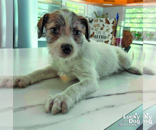 Medium Photo #1 Mutt Puppy For Sale in Washington, DC, USA