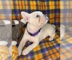 Small #8 Faux Frenchbo Bulldog