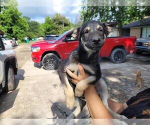 German Shepherd Dog Dogs for adoption in Houston, TX, USA