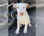 Small #2 Mutt