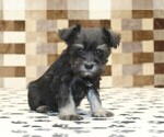 Image preview for Ad Listing. Nickname: Peanut
