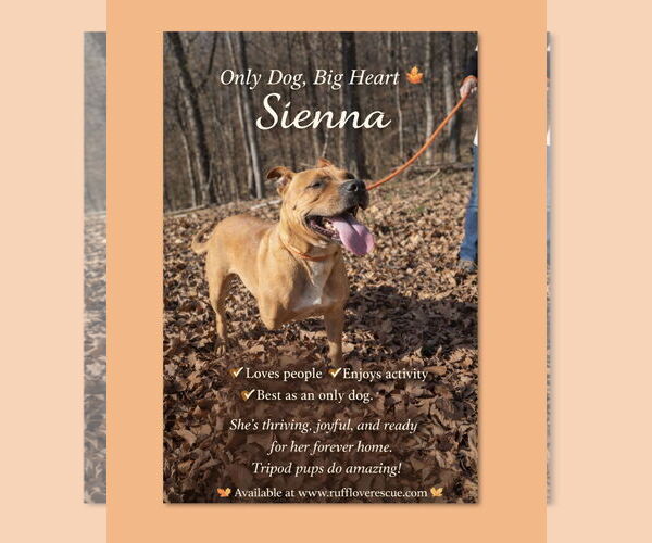 Medium Photo #1 Mutt Puppy For Sale in Thomasville, NC, USA