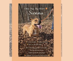 Mutt Dogs for adoption in Thomasville, NC, USA