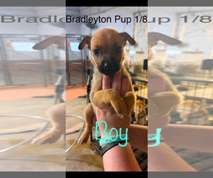 Bradleyton pups - Female Black Mouth Cur-Siberian Husky Mix Dog for Adoption - Photo #2
