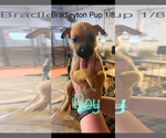Small #1 Black Mouth Cur-Siberian Husky Mix