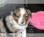 Small Photo #18 Aussie-Corgi Puppy For Sale in LIND, WA, USA