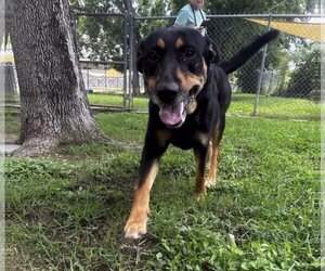 Selma - Female Mutt Dog for Adoption - Photo #12