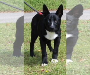 Gerberian Shepsky Dogs for adoption in Prattville, AL, USA