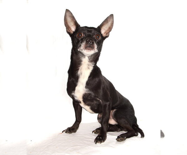 Medium Photo #2 Chihuahua Puppy For Sale in Oakland Park, FL, USA
