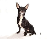 Small #1 Chihuahua