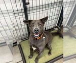 Small #12 Weimaraner Mix
