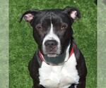 Small #1 American Pit Bull Terrier Mix