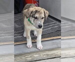 Small #3 Aussie Pyrenees