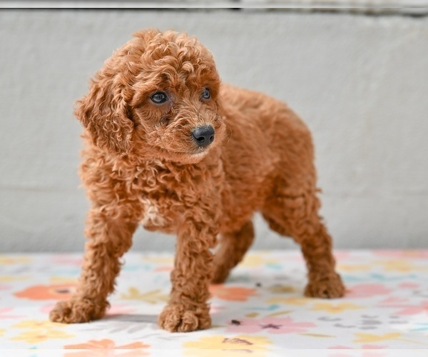 Medium Photo #2 Poodle (Miniature) Puppy For Sale in MILLERSBURG, OH, USA