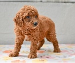 Small #1 Poodle (Miniature)
