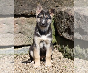 German Shepherd Dog-Siberian Husky Mix Puppy for sale in FREDERICKSBG, OH, USA
