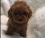 Small Photo #2 Poodle (Toy) Puppy For Sale in SAFFORD, AZ, USA